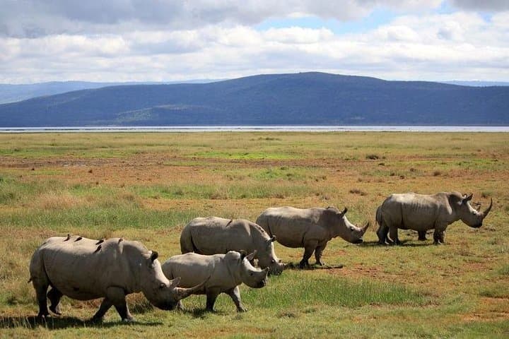2-Day Lake Nakuru Safari: Flamingos, Rhinos & Big Five Game Drives photo 6