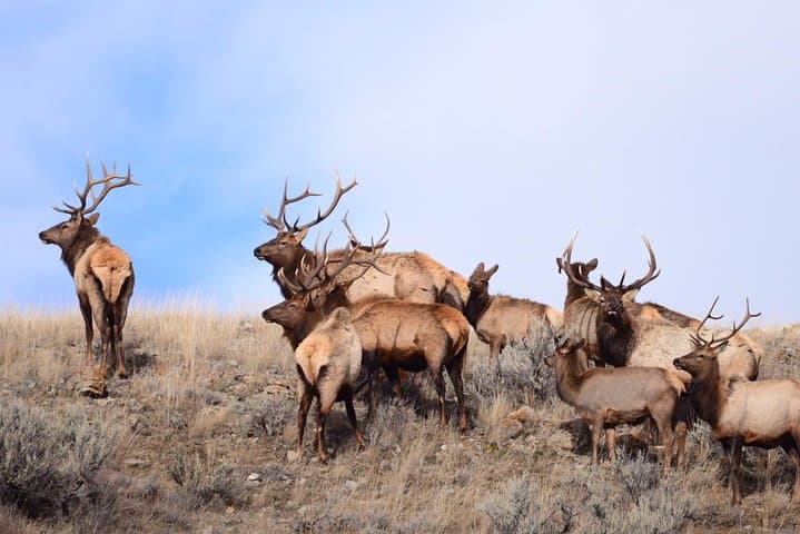 Grand Teton Wildlife Safari: Dawn & Dusk Jeep Tours from Jackson Hole photo 6
