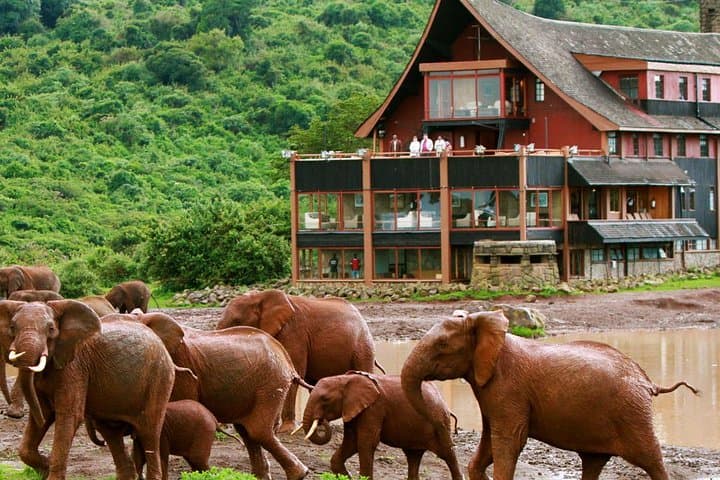 12-Day Kenya Big Five Safari: Samburu to Masai Mara Wildlife Adventure photo 6