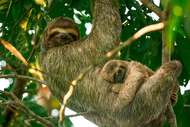 Damas Island Mangrove Boat Tour from Manuel Antonio — Wildlife & Tidal Channels photo 6