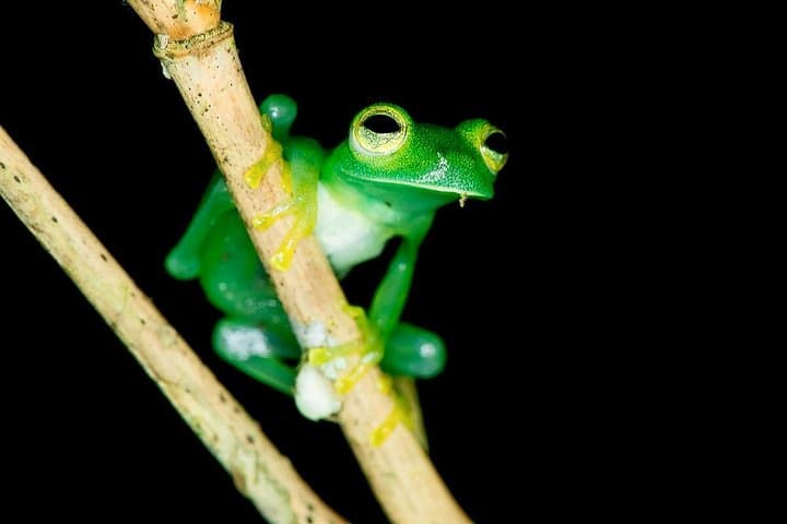 Night Jungle Tour at Rainmaker Park — Guided Jungle Walk with Dinner near Quepos photo 3