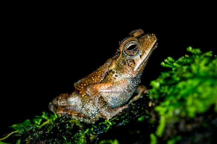 Night Jungle Tour at Rainmaker Park — Guided Jungle Walk with Dinner near Quepos photo 4