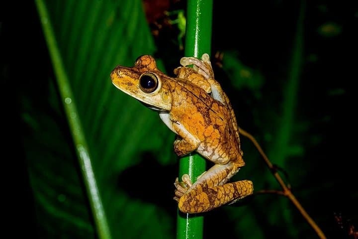Night Jungle Tour at Rainmaker Park — Guided Jungle Walk with Dinner near Quepos photo 5