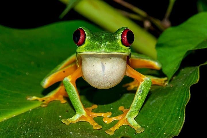 Night Jungle Tour at Rainmaker Park — Guided Jungle Walk with Dinner near Quepos