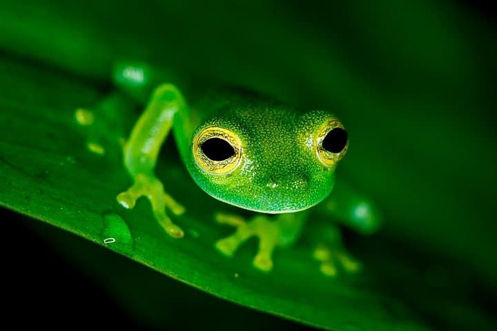 Night Jungle Tour at Rainmaker Park — Guided Jungle Walk with Dinner near Quepos photo 2
