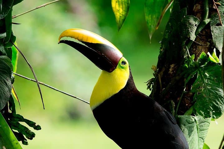 Rainmaker Park Hanging Bridges & Waterfalls Tour — Manuel Antonio Rainforest Walk photo 4