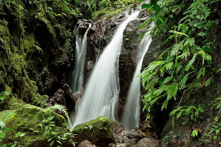 Rainmaker Park Hanging Bridges & Waterfalls Tour — Manuel Antonio Rainforest Walk photo 6