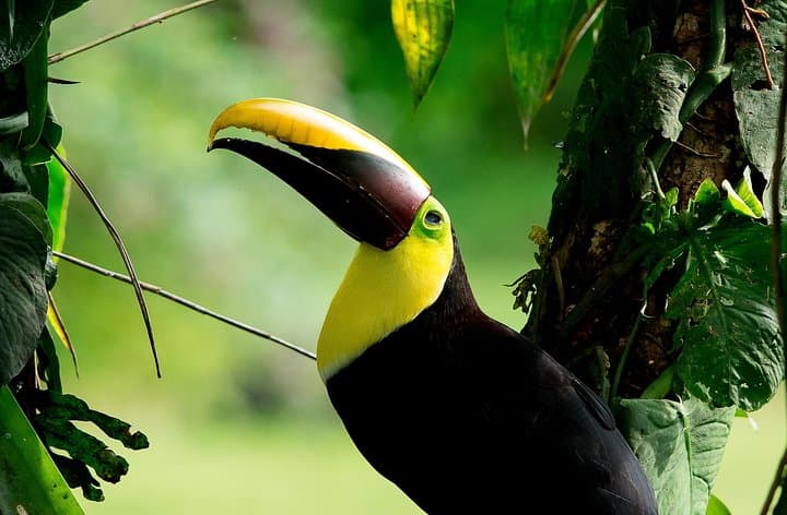 Private Bird-Watching in Esquipulas: Manuel Antonio Morning Tour