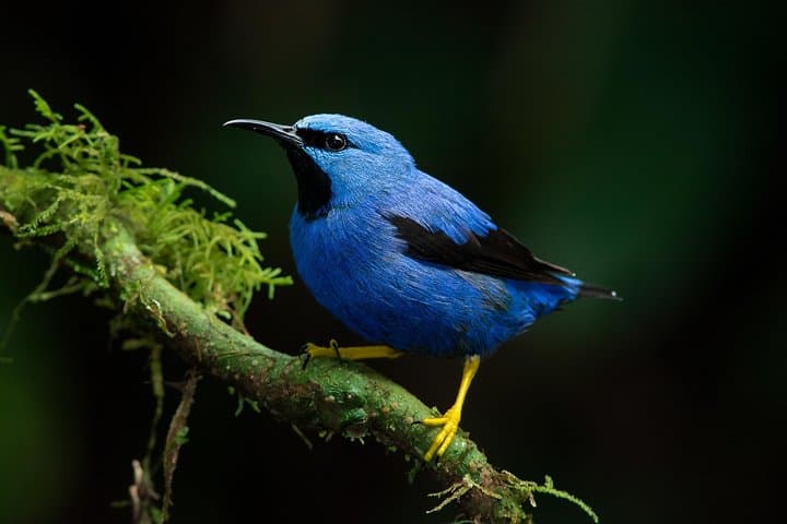 Private Bird-Watching in Esquipulas: Manuel Antonio Morning Tour photo 3