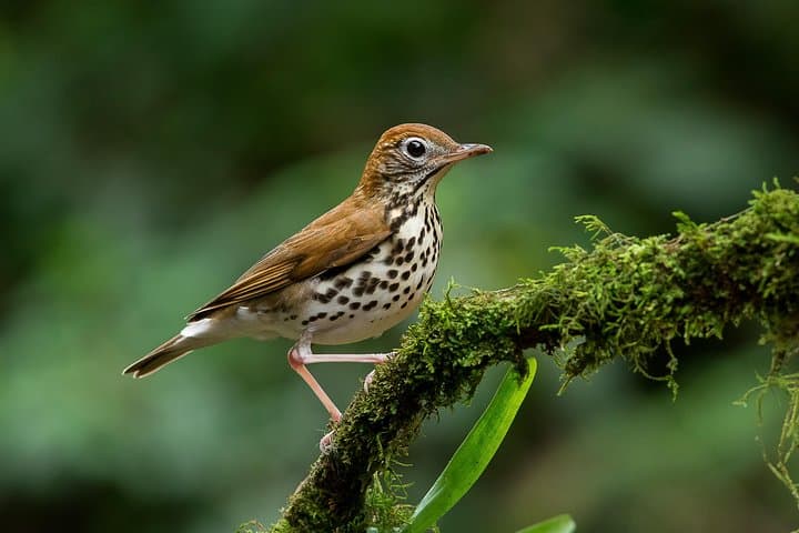 Private Bird-Watching in Esquipulas: Manuel Antonio Morning Tour photo 5