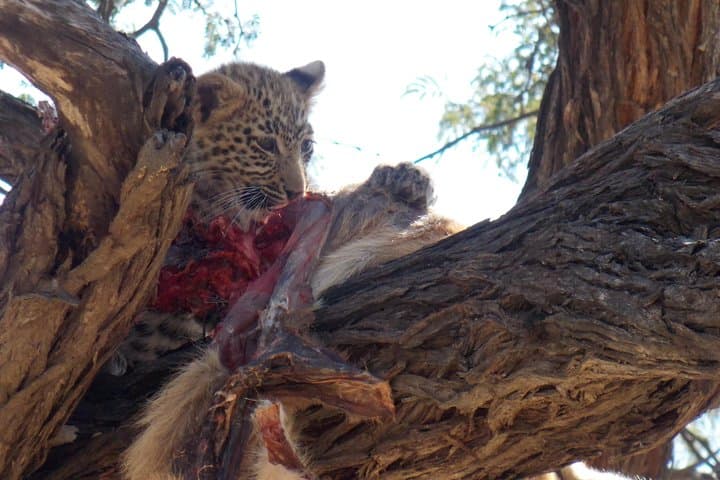 13-Day Botswana Safari: Okavango Delta, Moremi, Savuti & Chobe photo 2