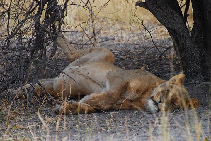 Day Safari in Moremi Game Reserve: Wildlife Drives from Maun photo 2