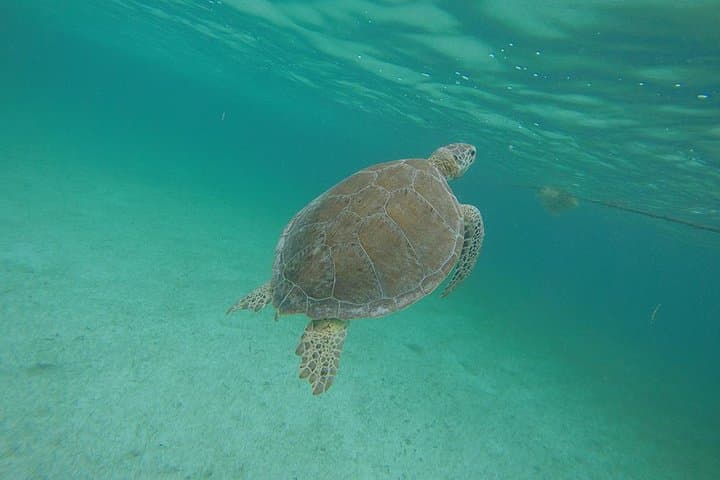 Akumal Turtle Snorkeling from Cozumel — Private 6‑Hour Marine Turtle Experience