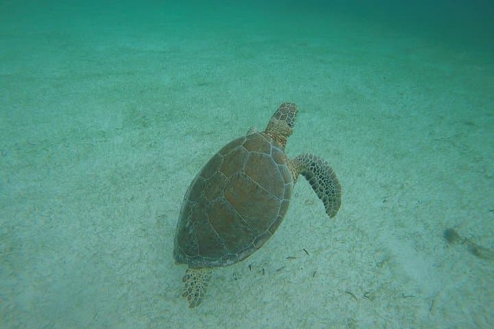 Akumal Turtle Snorkeling from Cozumel — Private 6‑Hour Marine Turtle Experience photo 4
