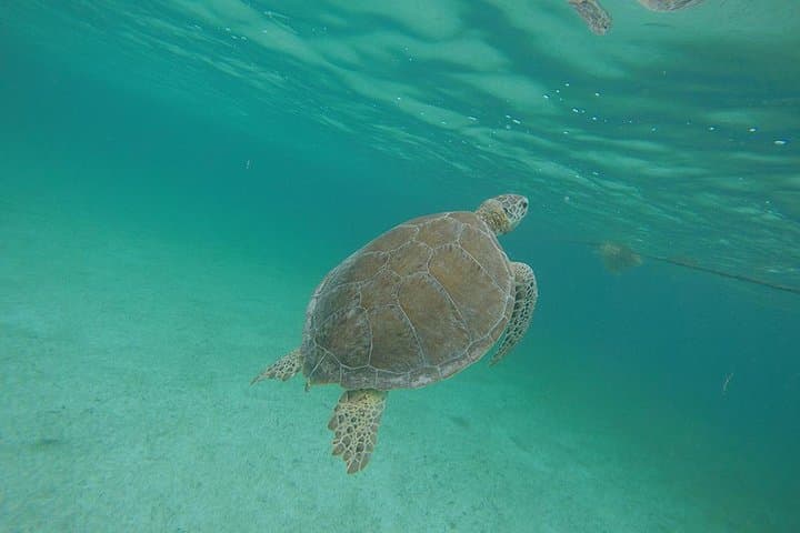 Akumal Marine Turtle Snorkel and Jungle Cenote Private Tour
