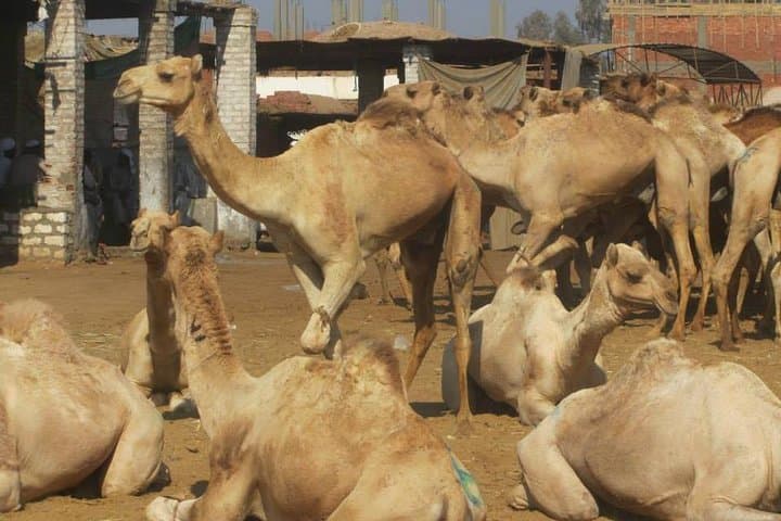 Birqash Camel Market Near Cairo — Morning Camel Trading Experience