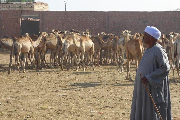Birqash Camel Market Near Cairo — Morning Camel Trading Experience photo 2