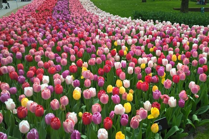 Keukenhof & Zaanse Schans Private Day Tour — Windmills, Tulips & Dutch Lunch photo 3