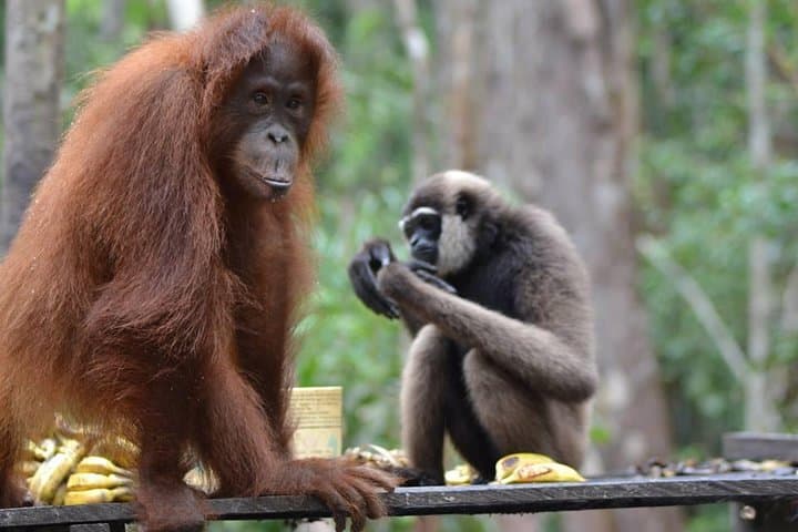 Tanjung Puting Honeymoon: Private Orangutan Kelotok River Cruise (3D/2N) photo 3