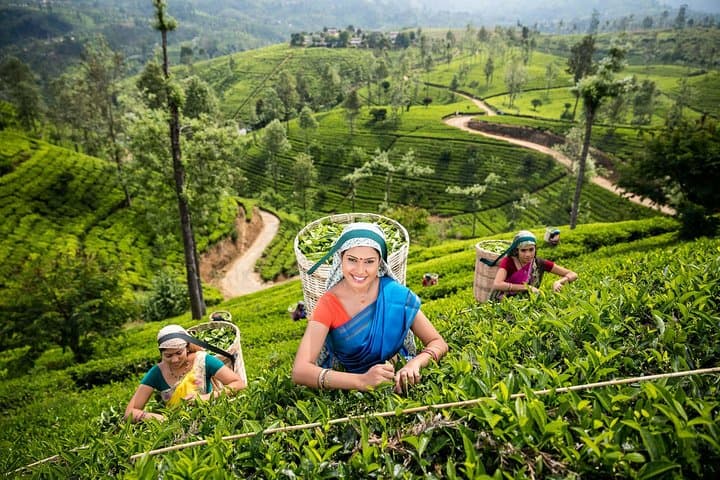 Nuwara Eliya Day Tour: Tea Plantations, Hakgala Gardens & Gregory Lake photo 2