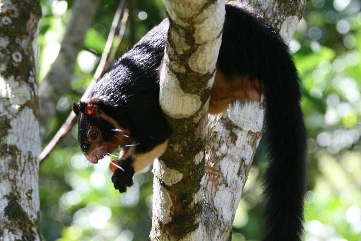 Sinharaja Rainforest Trekking: Private Day Trip with Local Rice & Curry photo 4