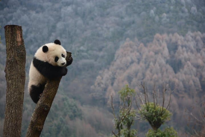 Wolong Panda Base Day Tour — Chengdu Panda Reserve & Optional Volunteer Experience photo 3