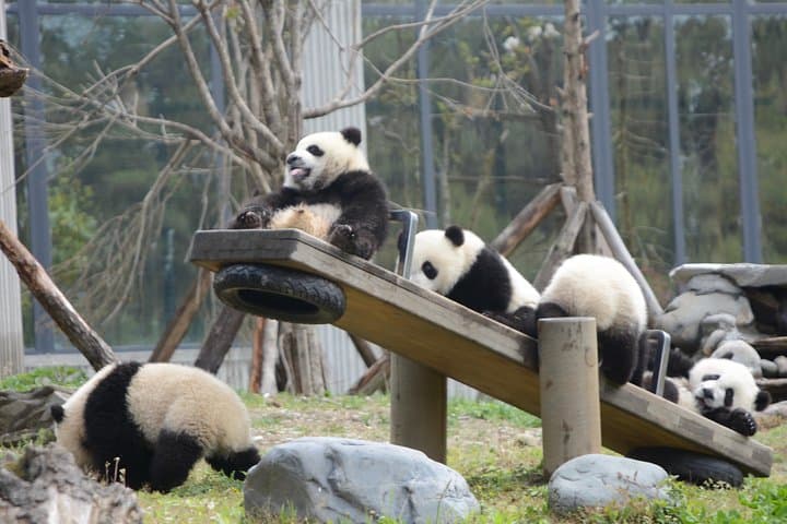 Wolong Panda Base Day Tour — Chengdu Panda Reserve & Optional Volunteer Experience