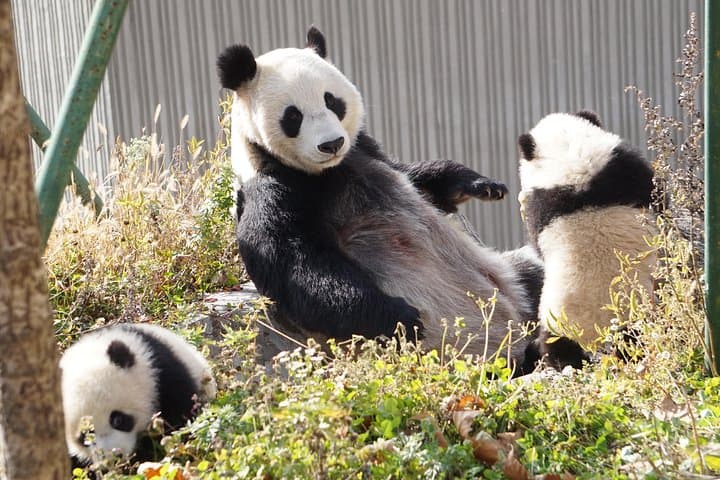 Wolong Panda Base Day Tour — Chengdu Panda Reserve & Optional Volunteer Experience photo 4