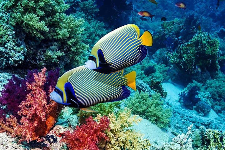 Blue Lagoon Bali Snorkeling: All-Inclusive Padangbai Day Tour photo 4