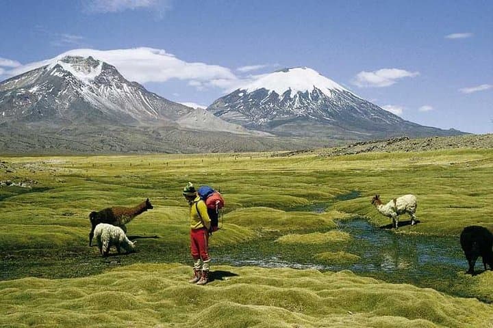 Lauca National Park & Lake Chungará: Full-Day Andean Wildlife, Geology and Archaeology from Arica