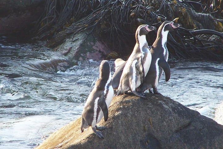 Isla Damas & Humboldt Penguin Reserve: Full-Day Boat Tour from La Serena