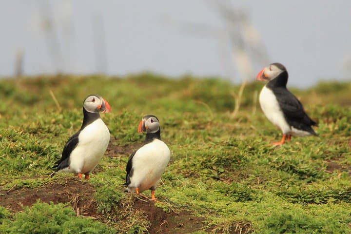 Reykjavík Puffin RIB Boat Tour: Premium Small-Group Puffin & Bird Watching photo 3