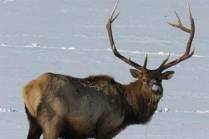 Jackson Hole & Grand Teton Full-Day Wildlife Tour — Elk Refuge, Bison & Eagles photo 2