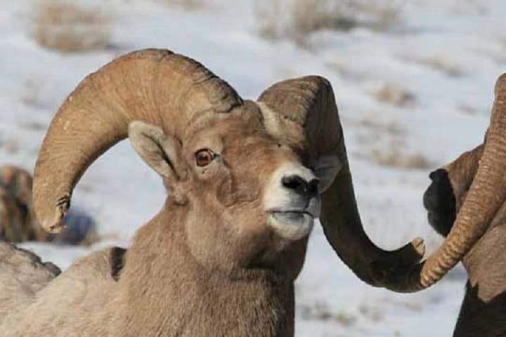 Jackson Hole & Grand Teton Full-Day Wildlife Tour — Elk Refuge, Bison & Eagles photo 3