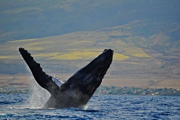 Ma'alaea Whale Watch Aboard the Malolo: 2-Hour Catamaran Cruise photo 4