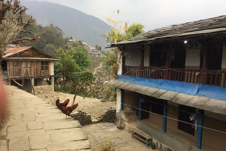 Poon Hill Trek: 4-Night Easy Annapurna Trek from Pokhara photo 2