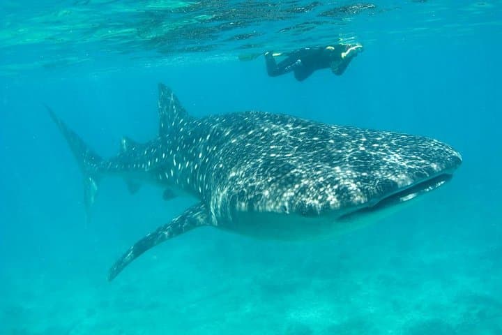 Swim with Whale Sharks from Isla Holbox — Full-Day Snorkel & Reef Stops photo 2