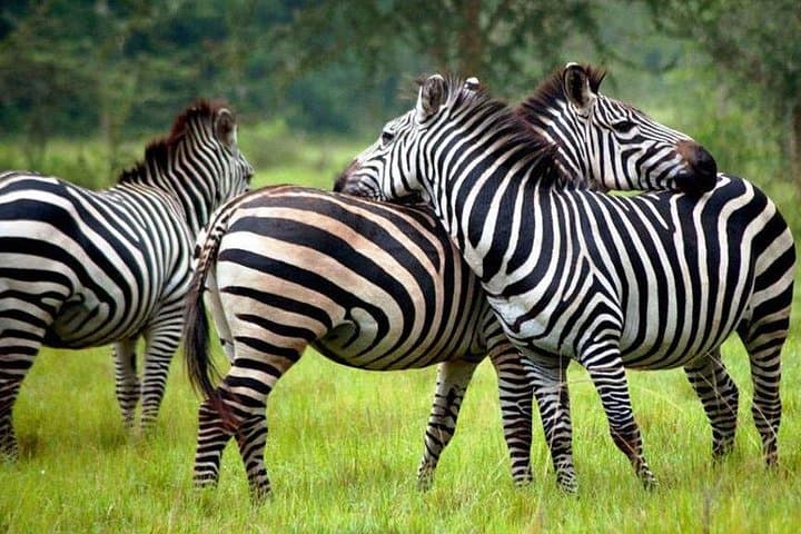 2-Day Lake Mburo Safari: Boat Cruise, Game Drives & Horseback Options from Kampala