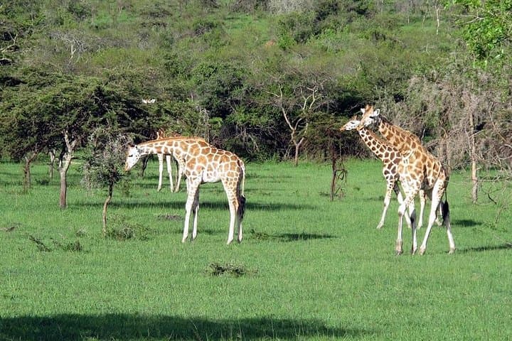 2-Day Lake Mburo Safari: Boat Cruise, Game Drives & Horseback Options from Kampala photo 2