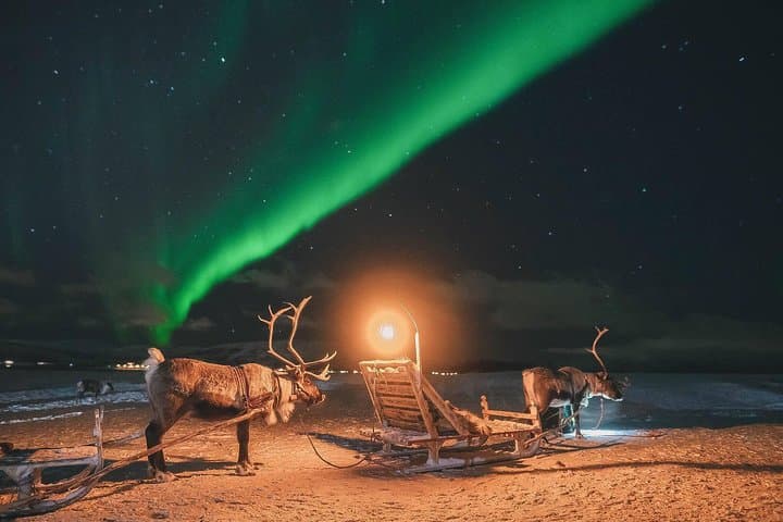 Night Reindeer Sledding & Sami Camp Dinner near Tromsø — Chance to See the Northern Lights photo 2