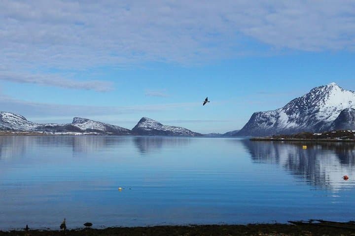 Fjord, Mountain and Wildlife Tour from Tromsø — Arctic Landscapes & Wildlife photo 2