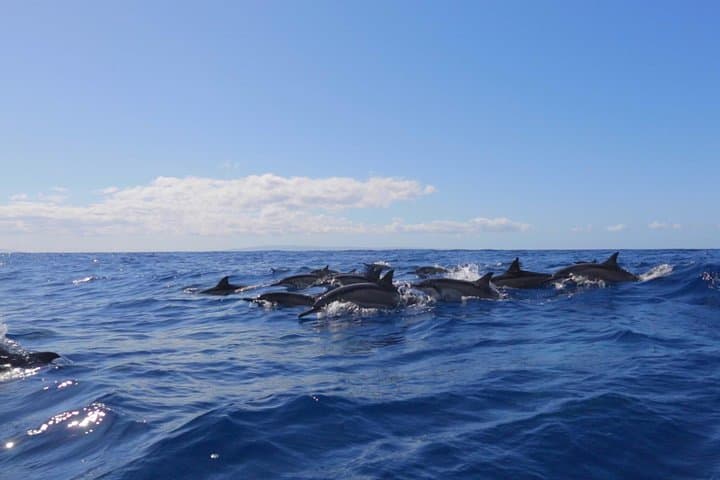 Lanai Snorkel & Dolphin Encounter: 4-Hour Small-Group Adventure from West Maui photo 5