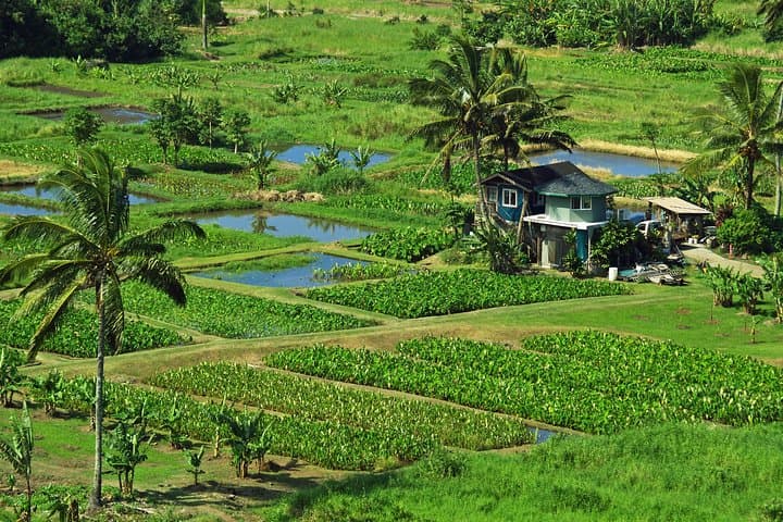 Road to Hana Day Tour: Black Sand Beaches, Waterfalls & Huli Huli Lunch photo 4