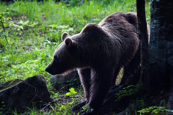 Carpathian Brown Bear Watching Near Odorheiu Secuiesc — Private Hide Experience