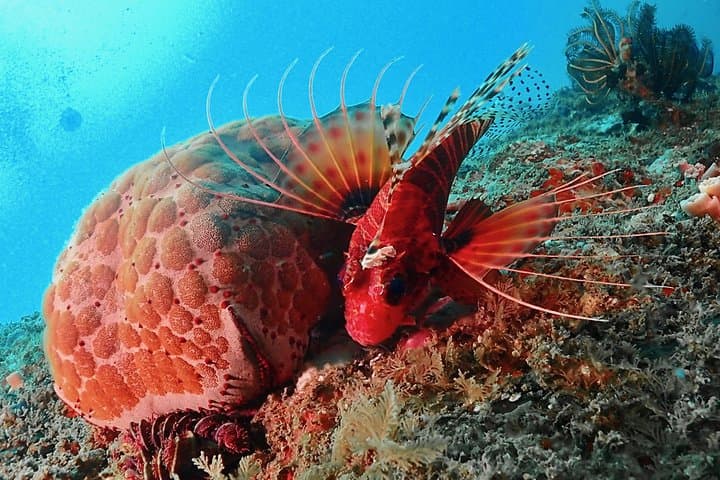 Discover Scuba Diving in Negombo: Shipwreck & Coral Reef Intro photo 4
