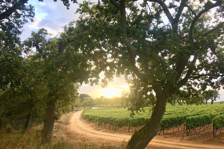 Constantia Hidden Gem Cycle: Full-Day Private Wine & Bike Tour photo 6