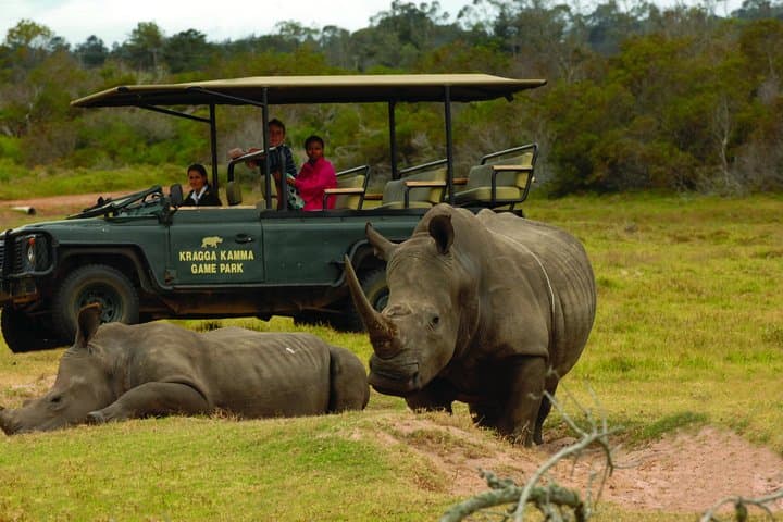 Kragga Kamma 2-Hour Guided Game Drive — Rhino, Cheetah & More Near Port Elizabeth