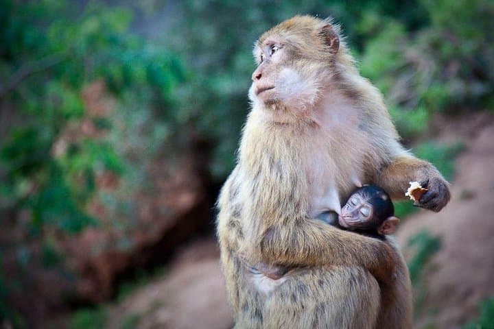 Ouzoud Waterfalls Day Trip from Marrakech — Swim, Hike and See Wild Monkeys photo 4