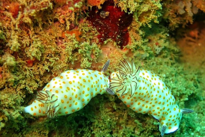 PADI Open Water Diver Course in Unawatuna: Learn to Dive the Sri Lankan Reef photo 4