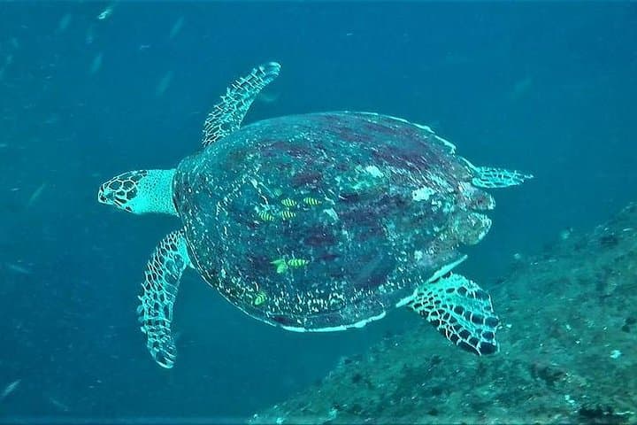PADI Open Water Diver Course in Unawatuna: Learn to Dive the Sri Lankan Reef photo 5
